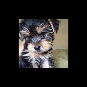 Meet your Posher, Reneka